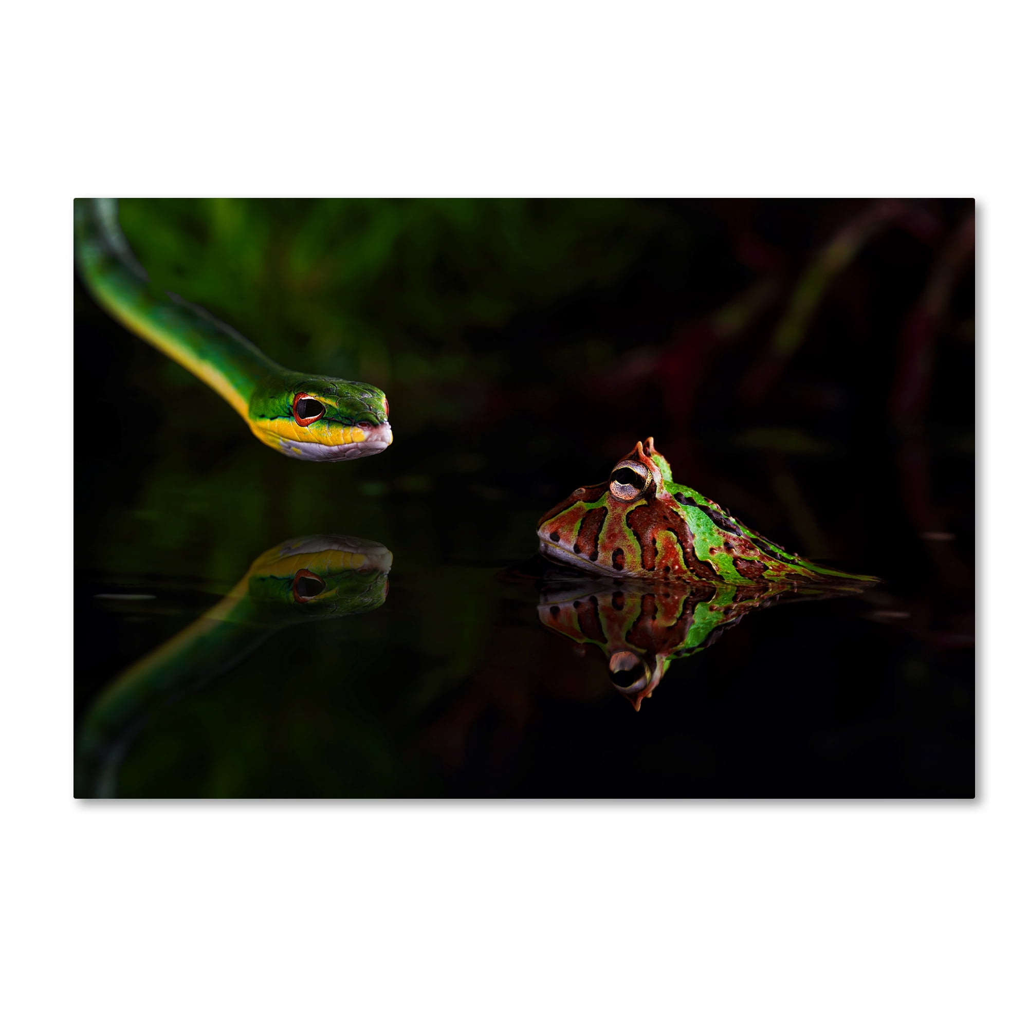 Trademark Fine Art 'Snake' Canvas Art by Unknown Artist