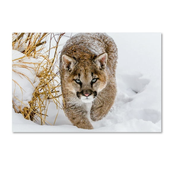 Trademark Fine Art 'Sneaky Cougar' Canvas Art by Mike Centioli