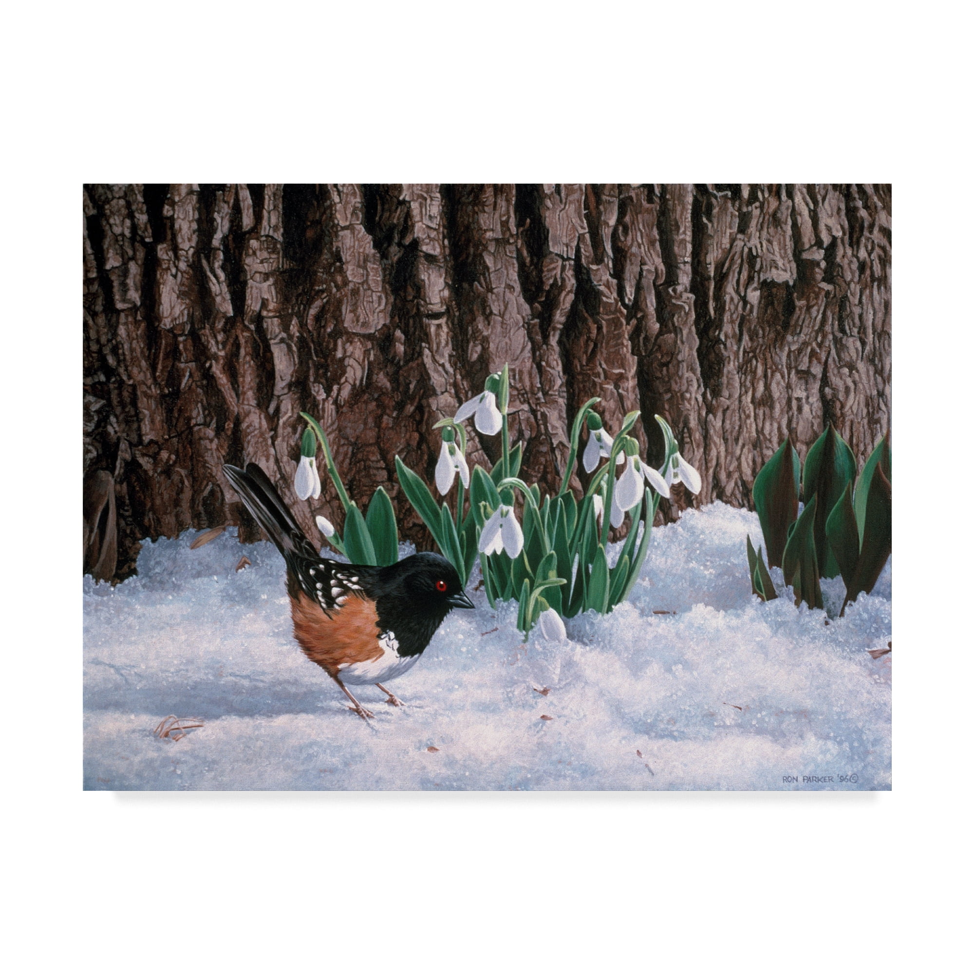 Ron Parker Snowdrops Framed Canvas Art in Natural Modern Style