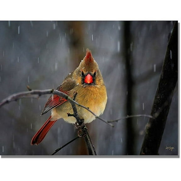 Trademark Fine Art "Snowy Cardinal" Canvas Wall Art by Lois Bryan