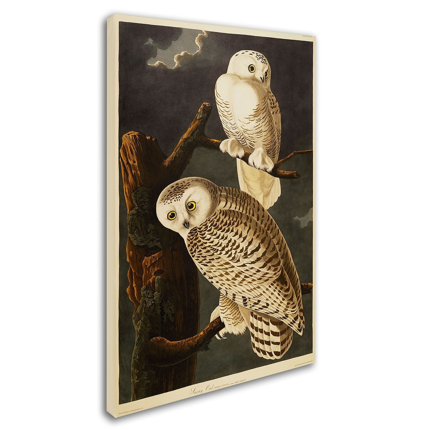 Trademark Fine Art "Snowy Owl" Canvas Art by John James Audubon