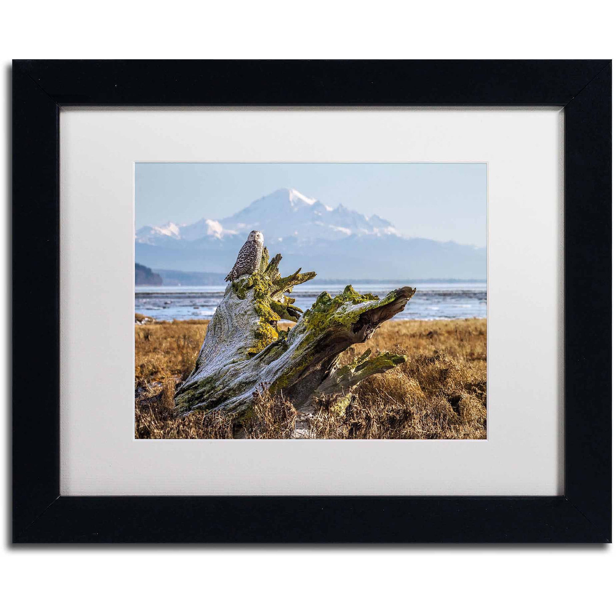 Trademark Fine Art "Snowy Owl" Canvas Art by Pierre Leclerc, White Matte/Black Frame