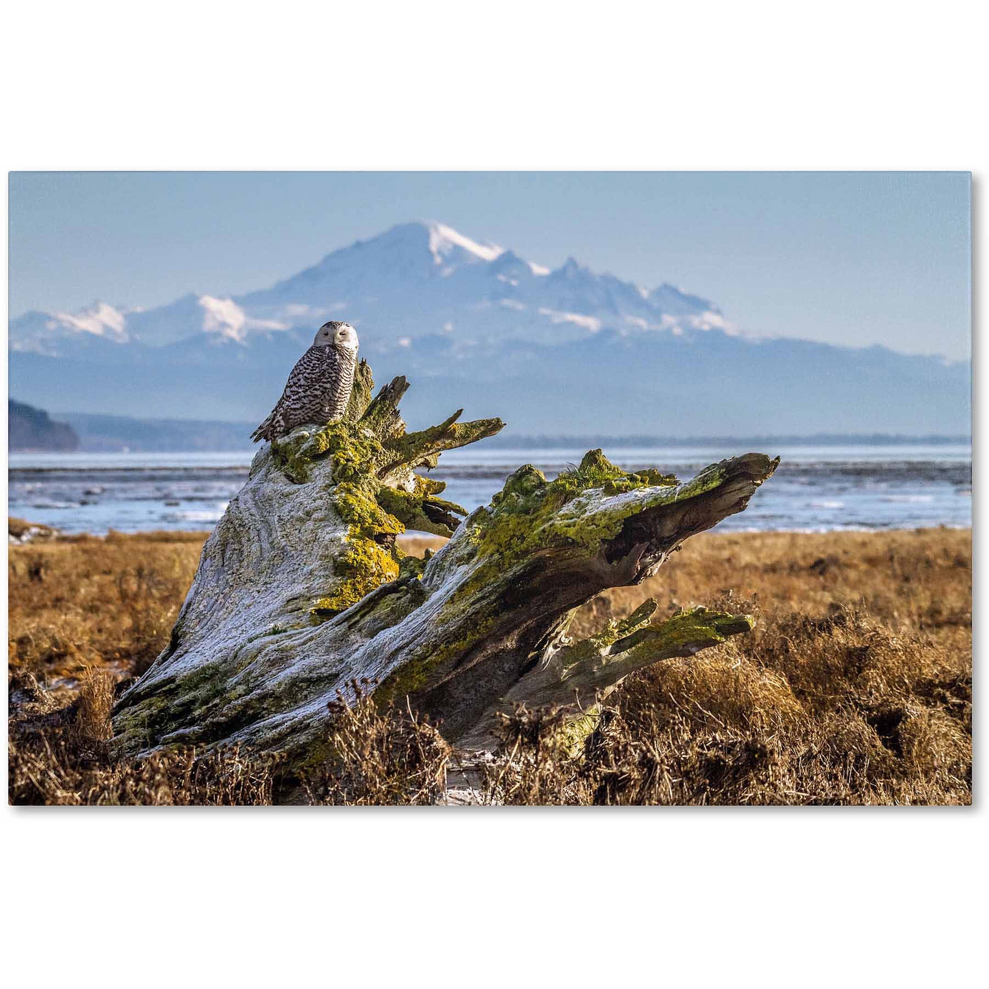 Trademark Fine Art "Snowy Owl" Canvas Art by Pierre Leclerc
