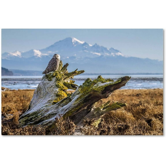 Trademark Fine Art "Snowy Owl" Canvas Art by Pierre Leclerc