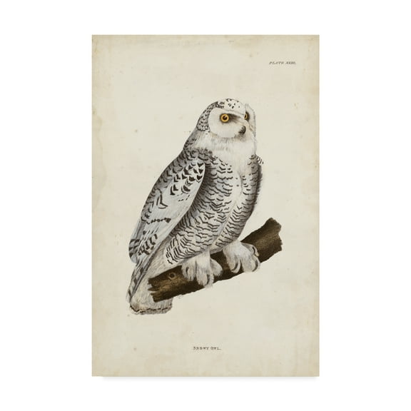 Trademark Fine Art 'Snowy Owl White' Canvas Art by John Selby