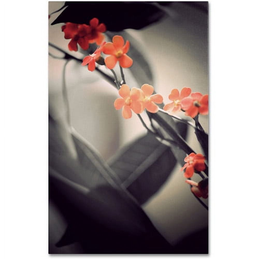 Trademark Fine Art "Soft Grey 1" Canvas Art by Philippe Sainte-Laudy