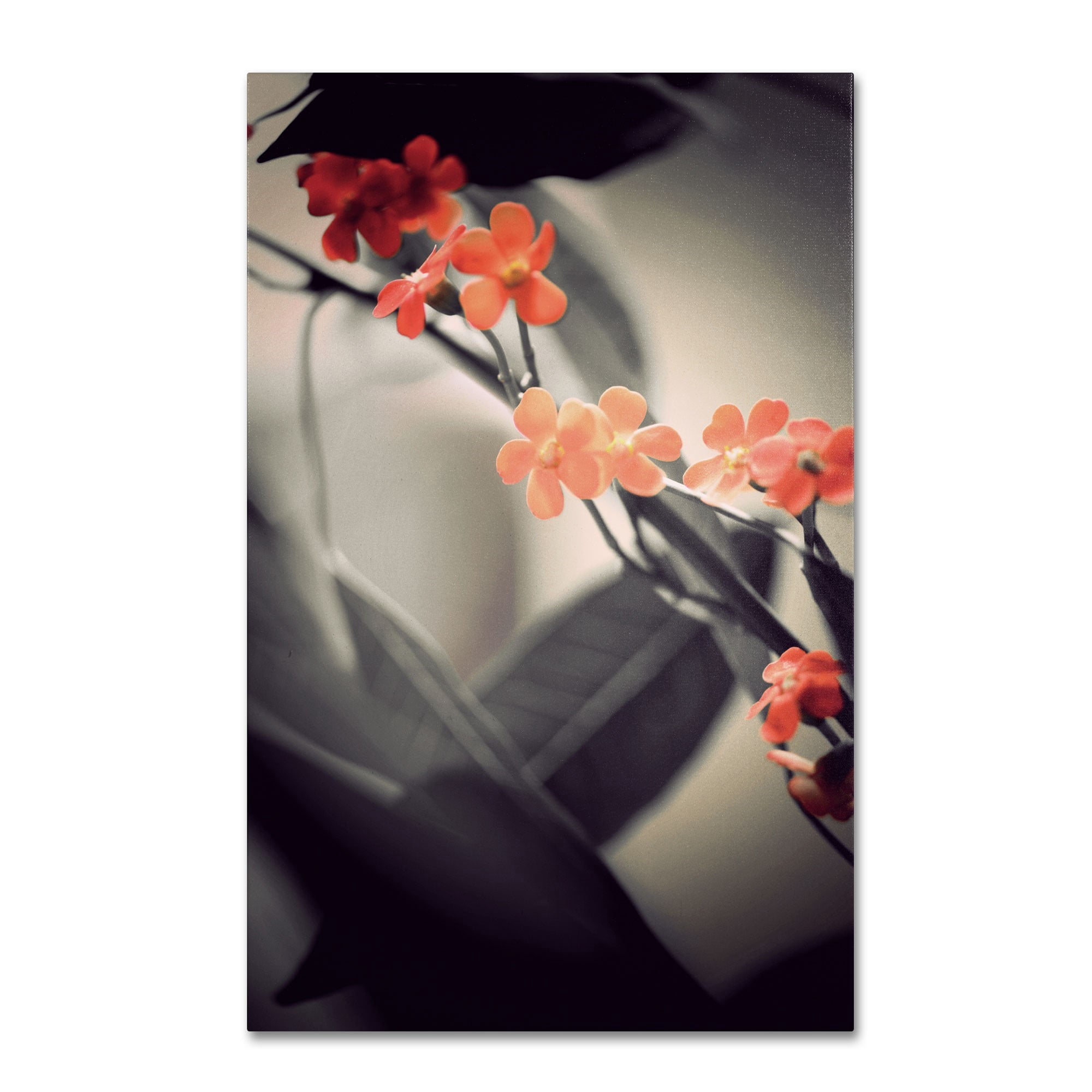 Trademark Fine Art "Soft Grey 1" Canvas Art by Philippe Sainte-Laudy