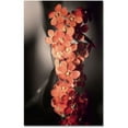 thumbnail image 1 of Trademark Fine Art "Soft Grey 2" Canvas Art by Philippe Sainte-Laudy, 1 of 1