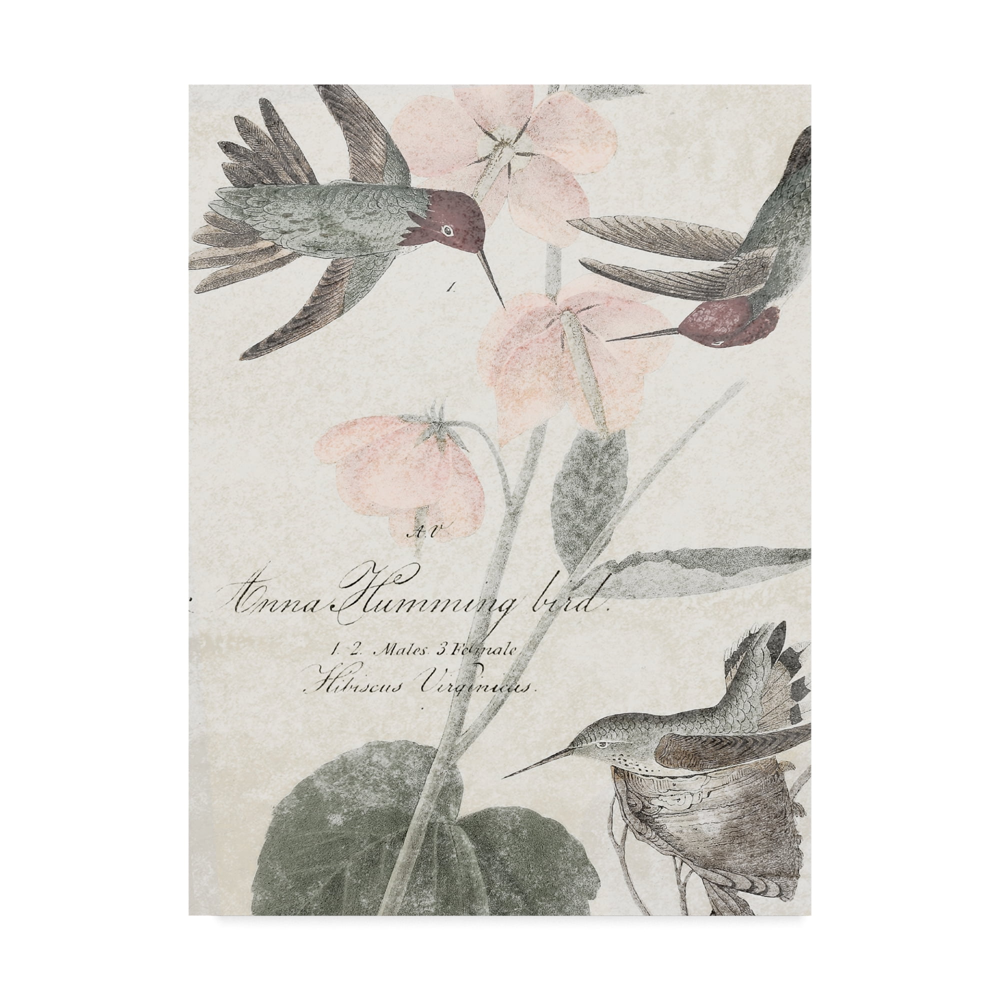 Trademark Fine Art 'Soft Hummingbirds I' Canvas Art by Studio W