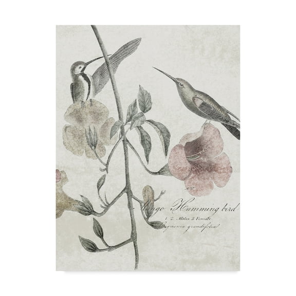 Trademark Fine Art 'Soft Hummingbirds II' Canvas Art by Studio W