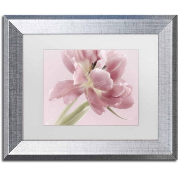Trademark Fine Art 'Soft Pink Tulip' Canvas Art by Cora Niele, White Matte, Silver Frame