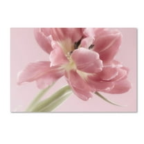 Trademark Fine Art 'Soft Pink Tulip' Canvas Art by Cora Niele