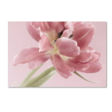 Trademark Fine Art 'Soft Pink Tulip' Canvas Art by Cora Niele