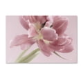 thumbnail image 1 of Trademark Fine Art 'Soft Pink Tulip' Canvas Art by Cora Niele, 1 of 3