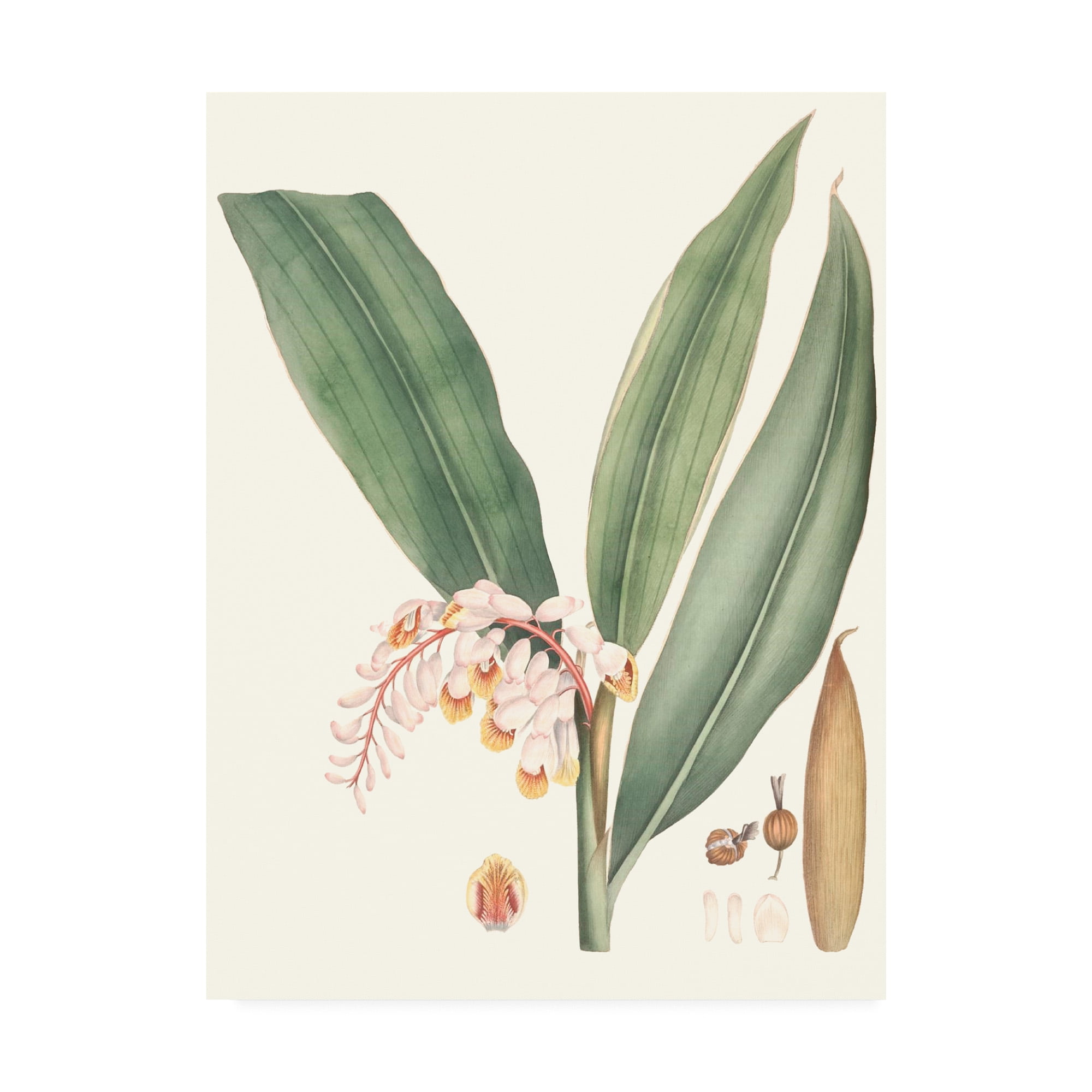 Trademark Fine Art 'Soft Tropical II' Canvas Art by George Smith