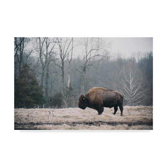 Trademark Fine Art 'Solitary Bison I' Canvas Art by Adam Mead