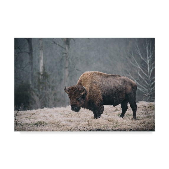 Trademark Fine Art 'Solitary Bison II' Canvas Art by Adam Mead