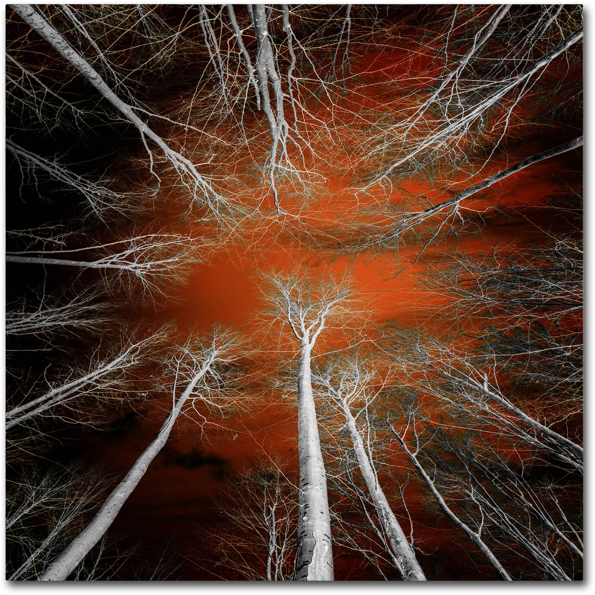 Trademark Fine Art "Something Growing In Me" Canvas Art by Philippe Sainte-Laudy