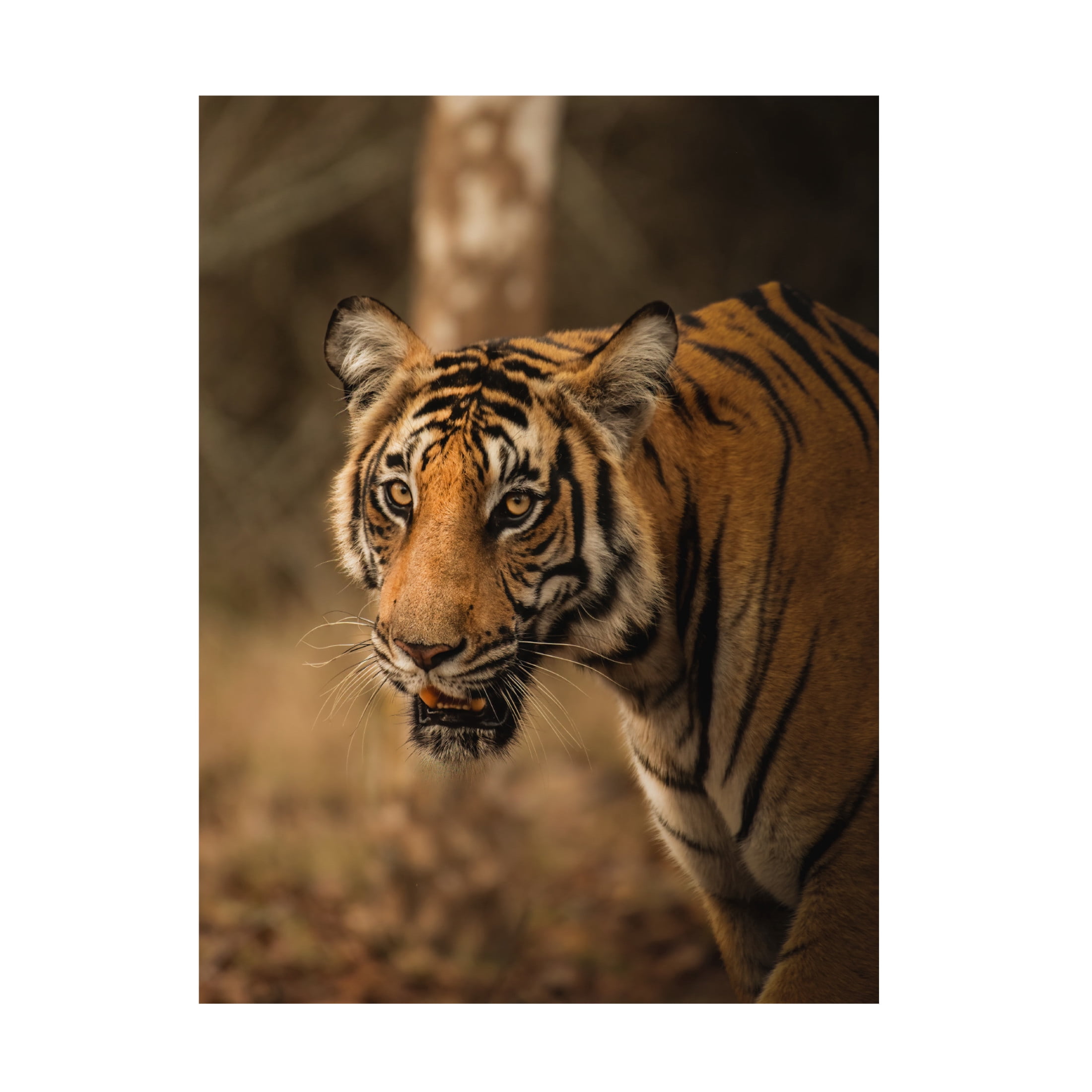 Trademark Fine Art Somnath The Tiger Canvas Wall Art