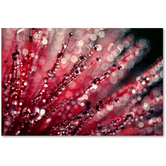 Trademark Fine Art "Sonata in Red" Canvas Art by Beata Czyzowska Young