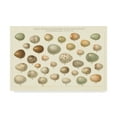 thumbnail image 1 of Trademark Fine Art 'Song Bird Egg Chart v2' Canvas Art by Wild Apple Portfolio, 1 of 3