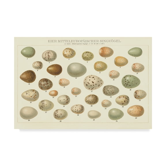 Trademark Fine Art 'Song Bird Egg Chart v2' Canvas Art by Wild Apple Portfolio