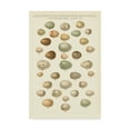 thumbnail image 1 of Trademark Fine Art 'Songbird Egg Chart' Canvas Art by Wild Apple Portfolio, 1 of 3