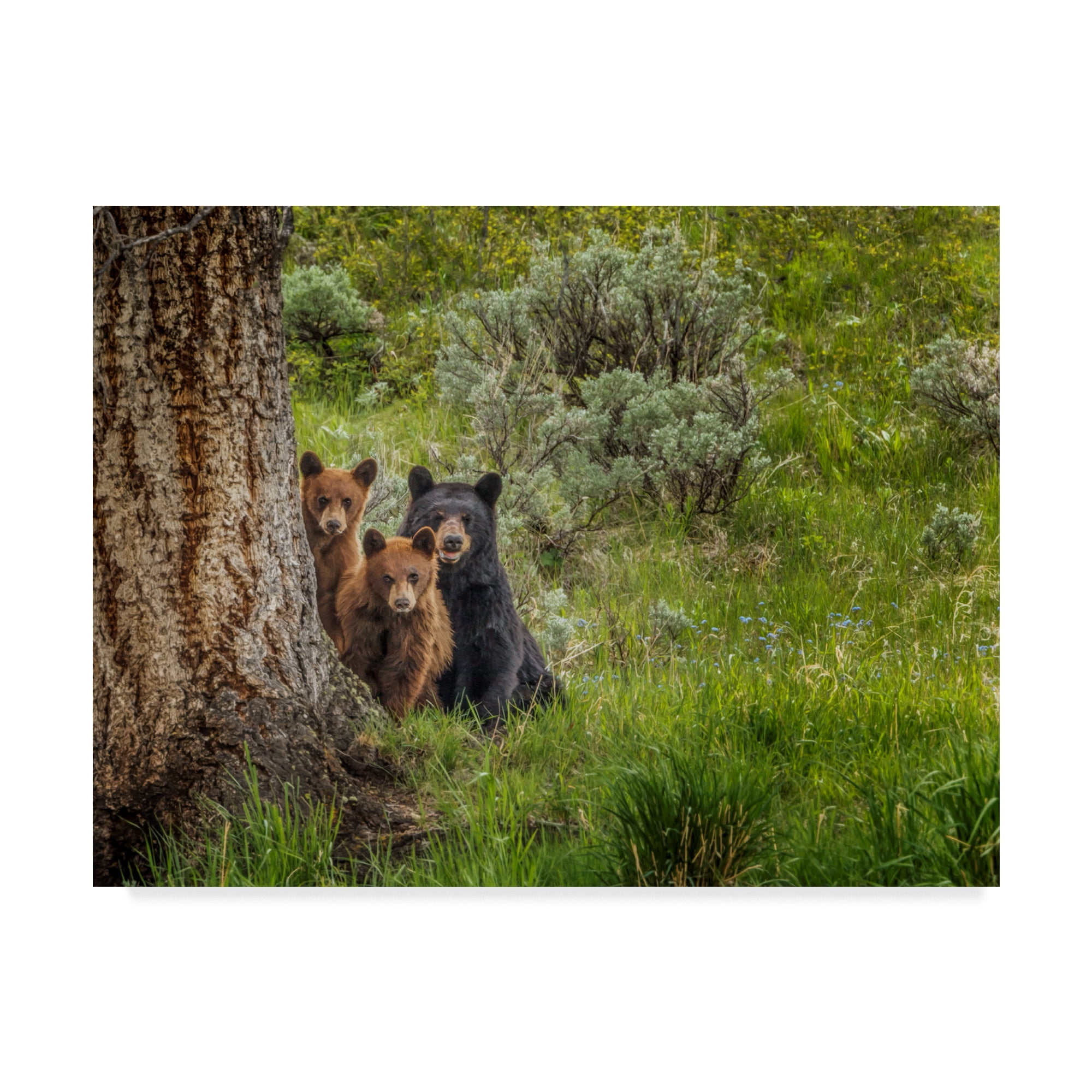 Trademark Fine Art 'Sow And Cubs Family' Canvas Art by Galloimages Online