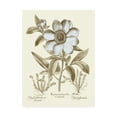 thumbnail image 1 of Trademark Fine Art 'Spa Peonies I' Canvas Art by Basilius Besler, 1 of 3