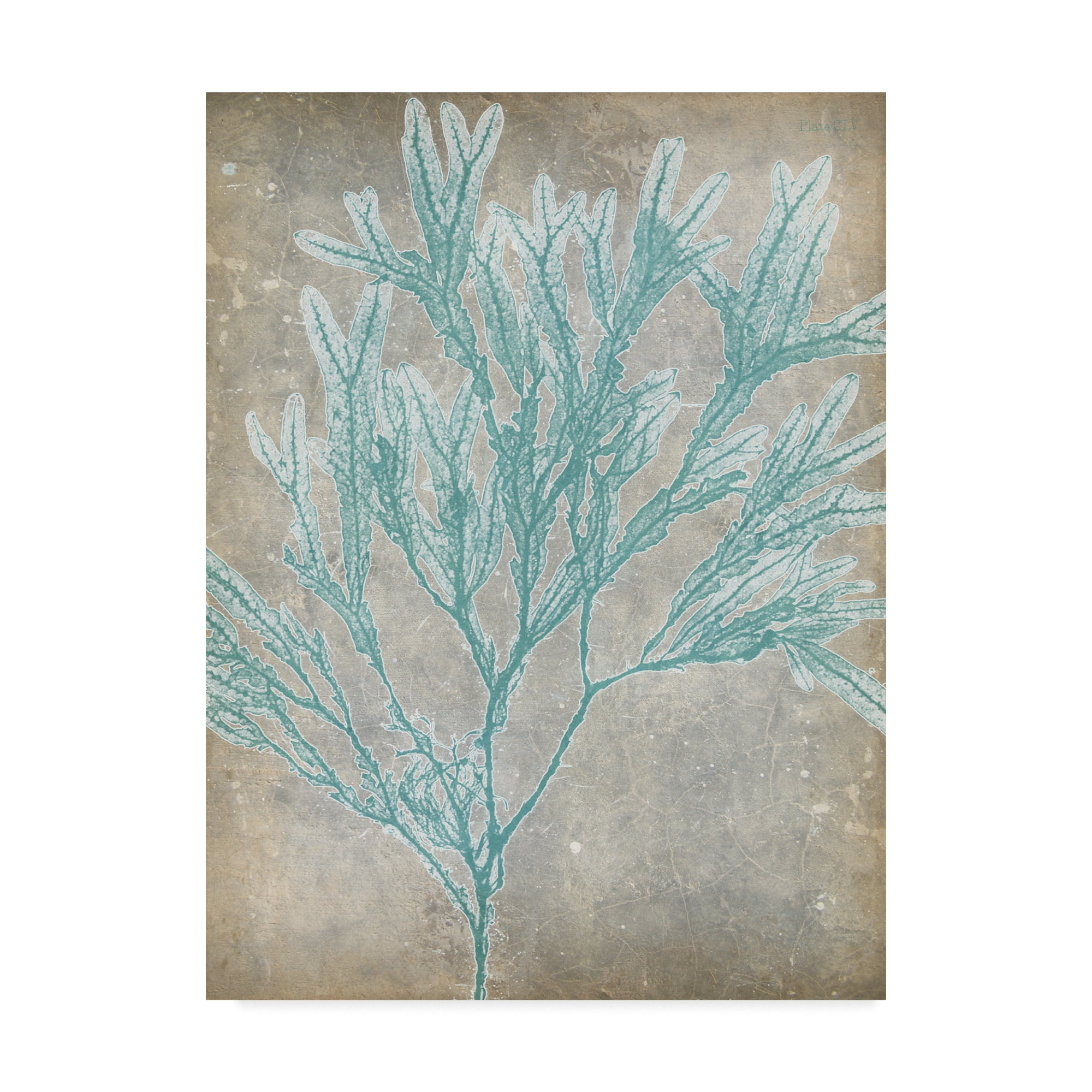 Trademark Fine Art 'Spa Seaweed I' Canvas Art by Jennifer Goldberger