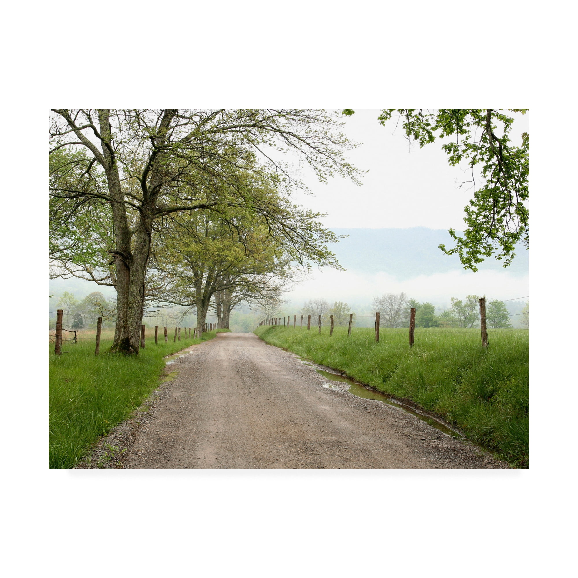 Trademark Fine Art 'Sparks Lane Trees' Canvas Art by David Hammond
