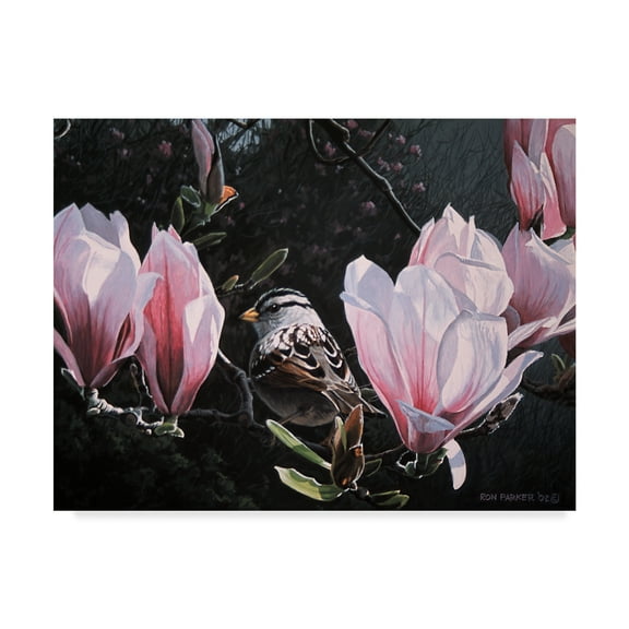 Trademark Fine Art 'Sparrow In Magnolia' Canvas Art by Ron Parker
