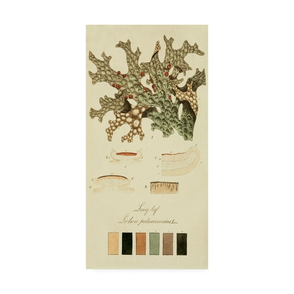 Trademark Fine Art 'Species of Lichen III' Canvas Art by Unknown