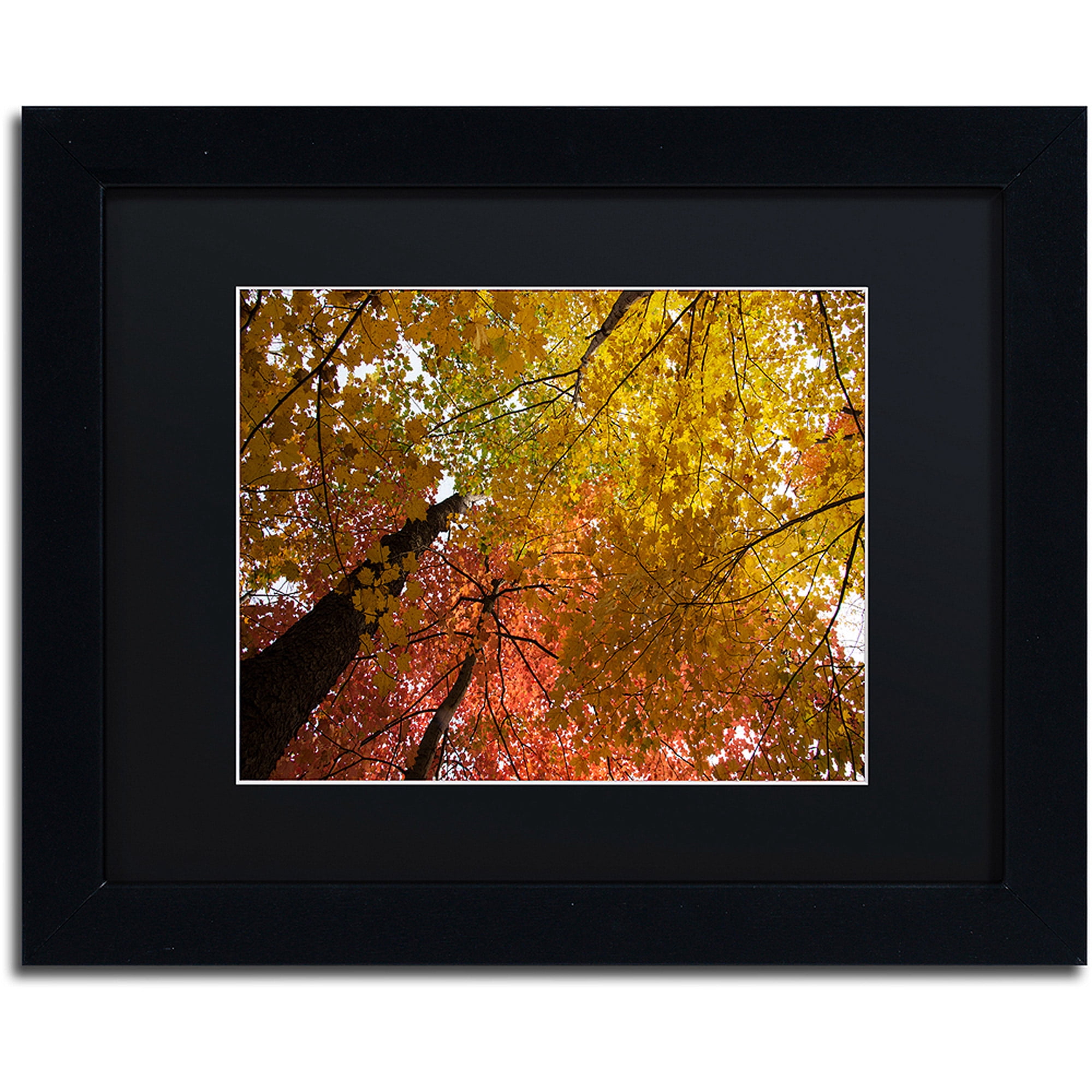 Trademark Fine Art "Spectacular Brilliant Autumn Trees" Canvas Art by Kurt Shaffer, Black Matte, Black Frame