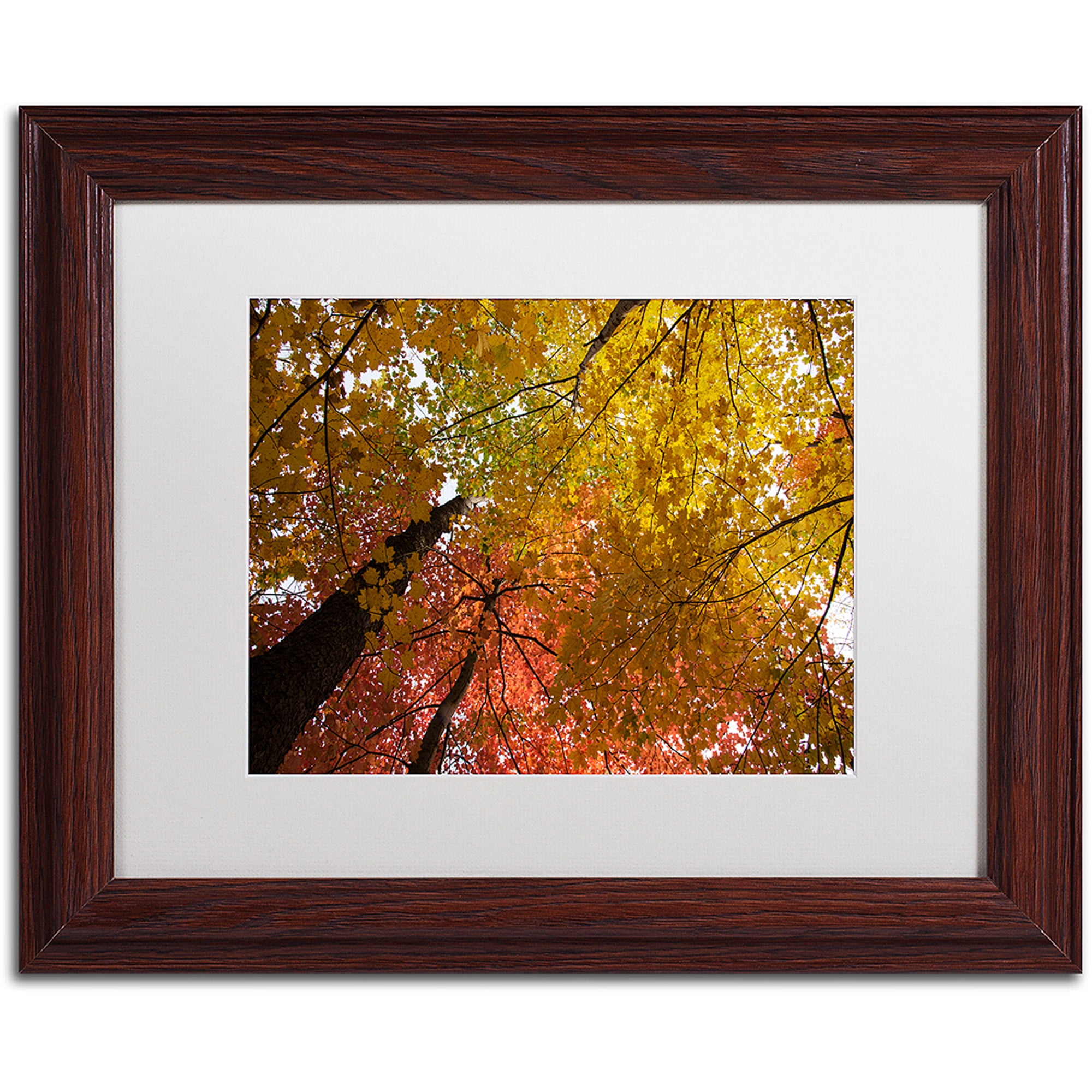 Trademark Fine Art "Spectacular Brilliant Autumn Trees" Canvas Art by Kurt Shaffer, White Matte, Wood Frame