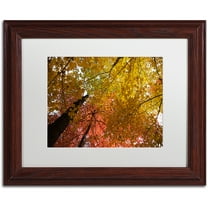 Trademark Fine Art "Spectacular Brilliant Autumn Trees" Canvas Art by Kurt Shaffer, White Matte, Wood Frame