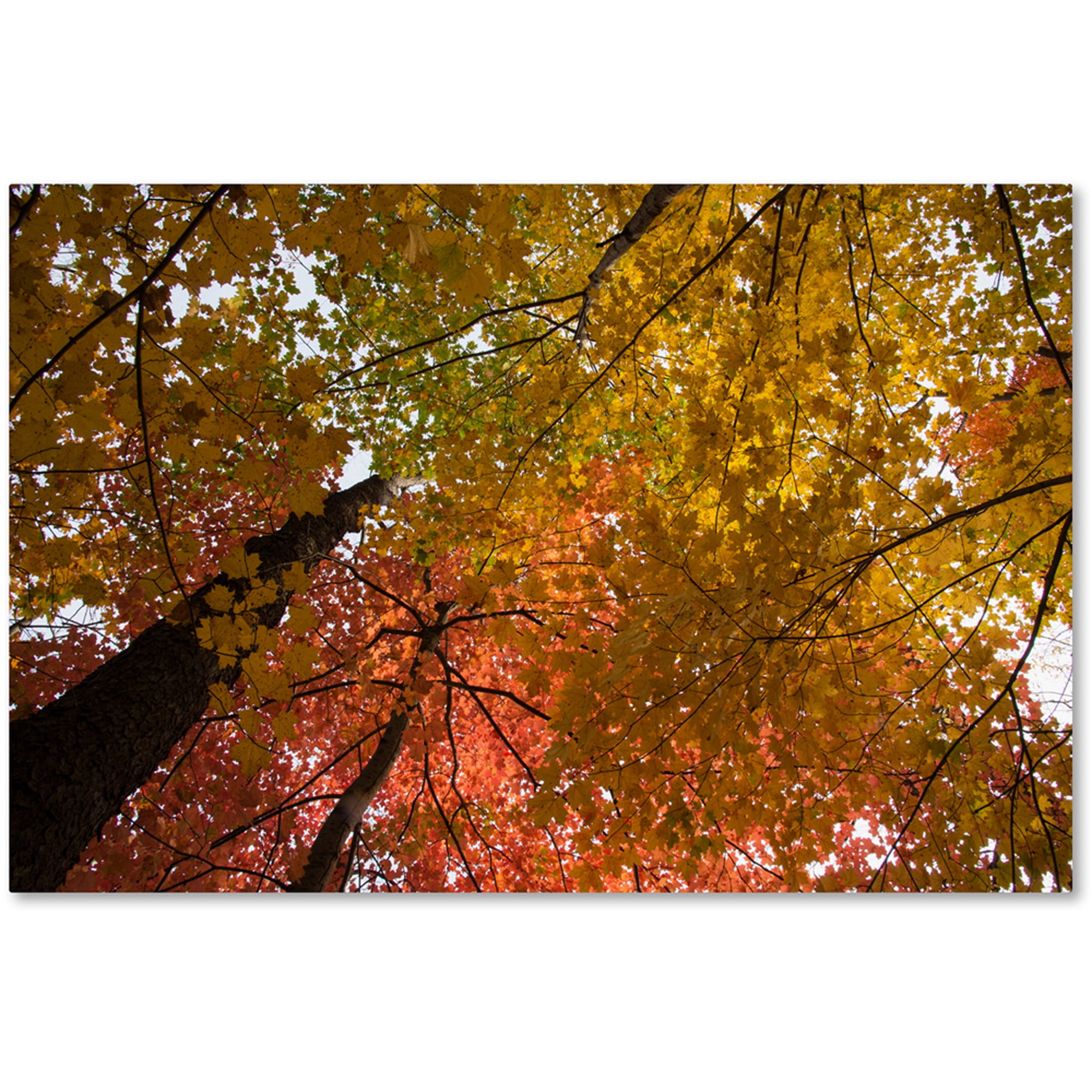 Trademark Fine Art "Spectacular Brilliant Autumn Trees" Canvas Art by Kurt Shaffer