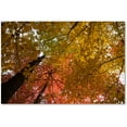 thumbnail image 1 of Trademark Fine Art "Spectacular Brilliant Autumn Trees" Canvas Art by Kurt Shaffer, 1 of 3