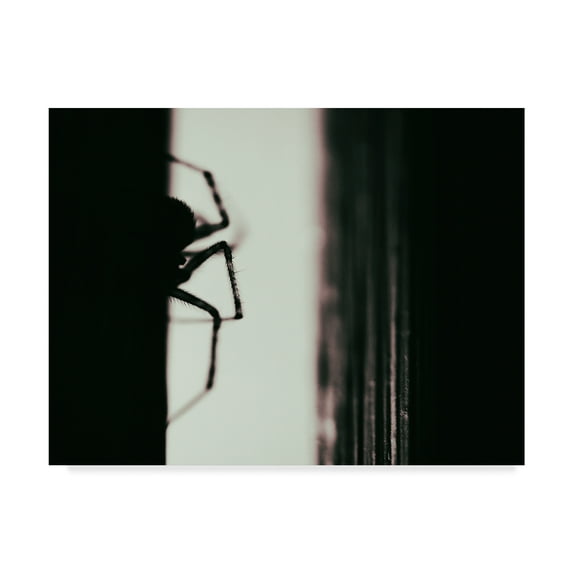 Trademark Fine Art 'Spider 3' Canvas Art by Pixie Pics