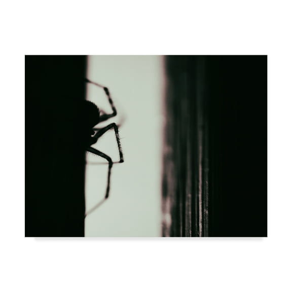Trademark Fine Art 'Spider 3' Canvas Art by Pixie Pics