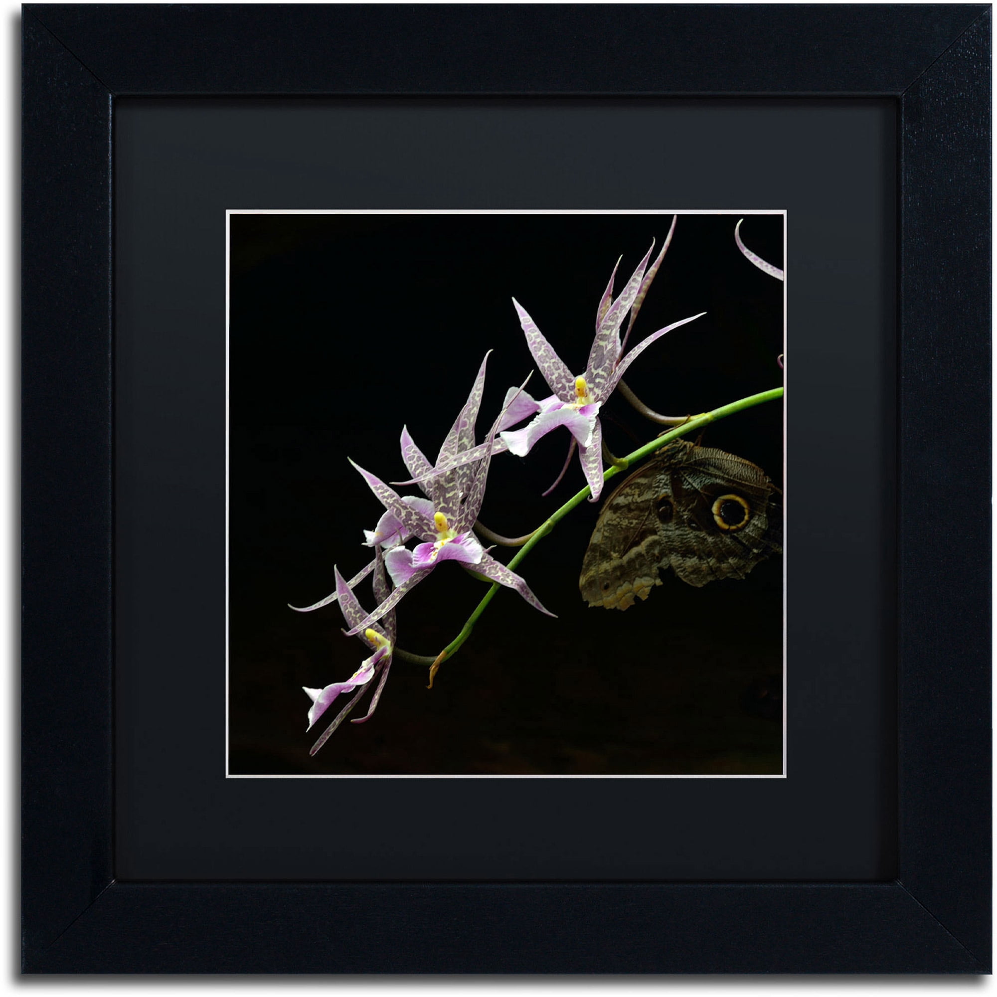 Trademark Fine Art "Spider Orchid and Owl Eye" Canvas Art by Kurt Shaffer, Black Matte, Black Frame