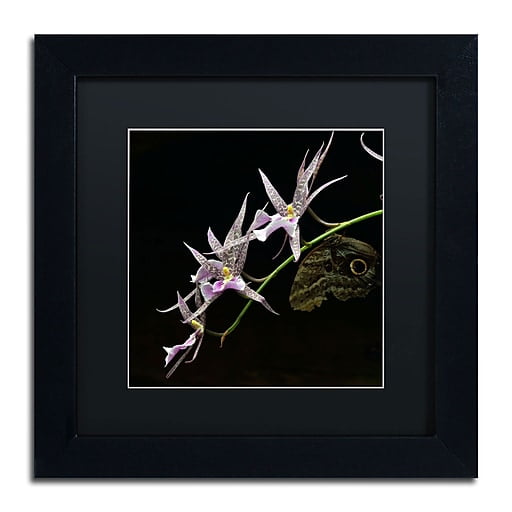 Trademark Fine Art "Spider Orchid and Owl Eye" Canvas Art by Kurt Shaffer, Black Matte, Black Frame