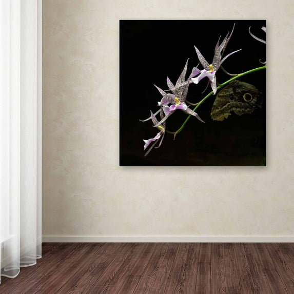Trademark Fine Art "Spider Orchid and Owl Eye" Canvas Art by Kurt Shaffer