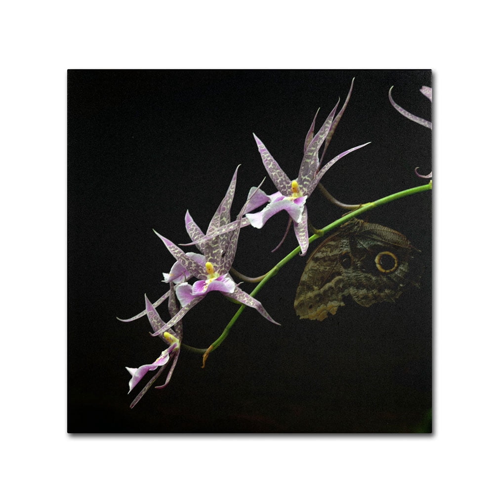 Trademark Fine Art "Spider Orchid and Owl Eye" Canvas Art by Kurt Shaffer