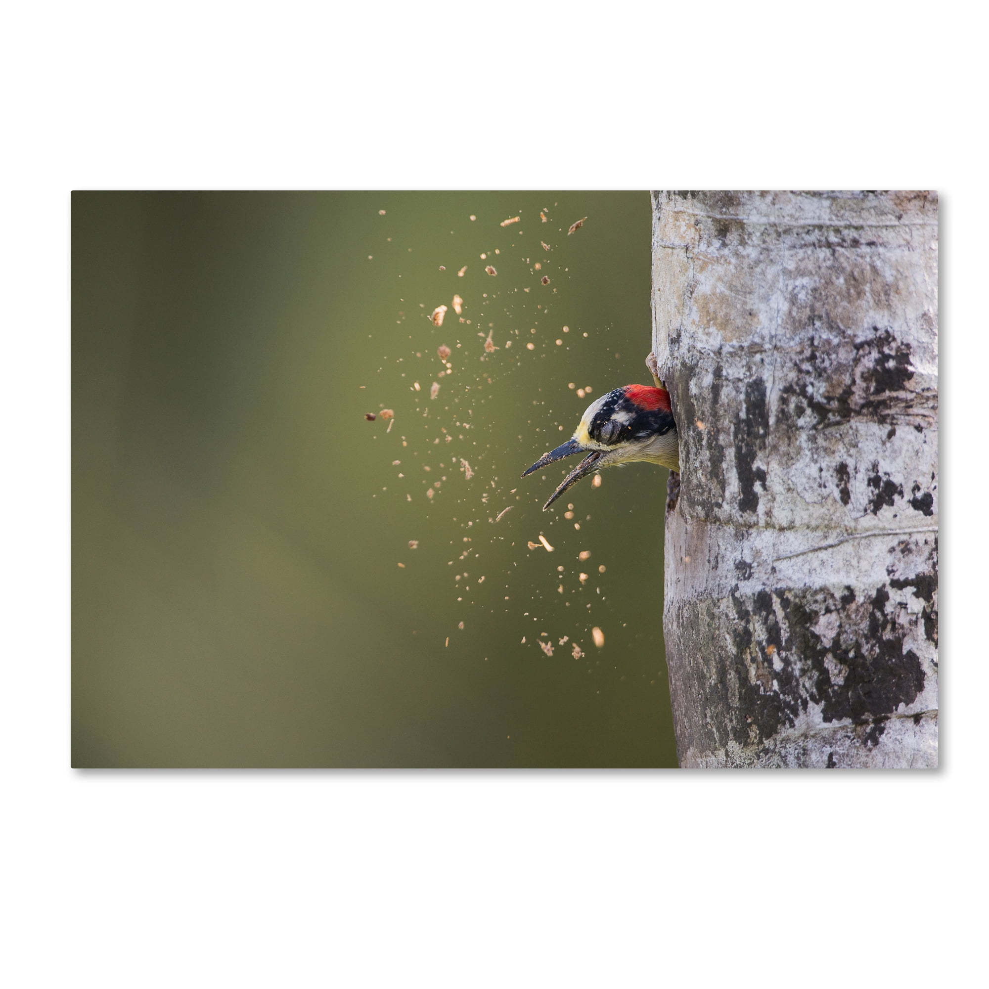 Trademark Fine Art 'Spring Cleaning' Canvas Art by Olof Petterson