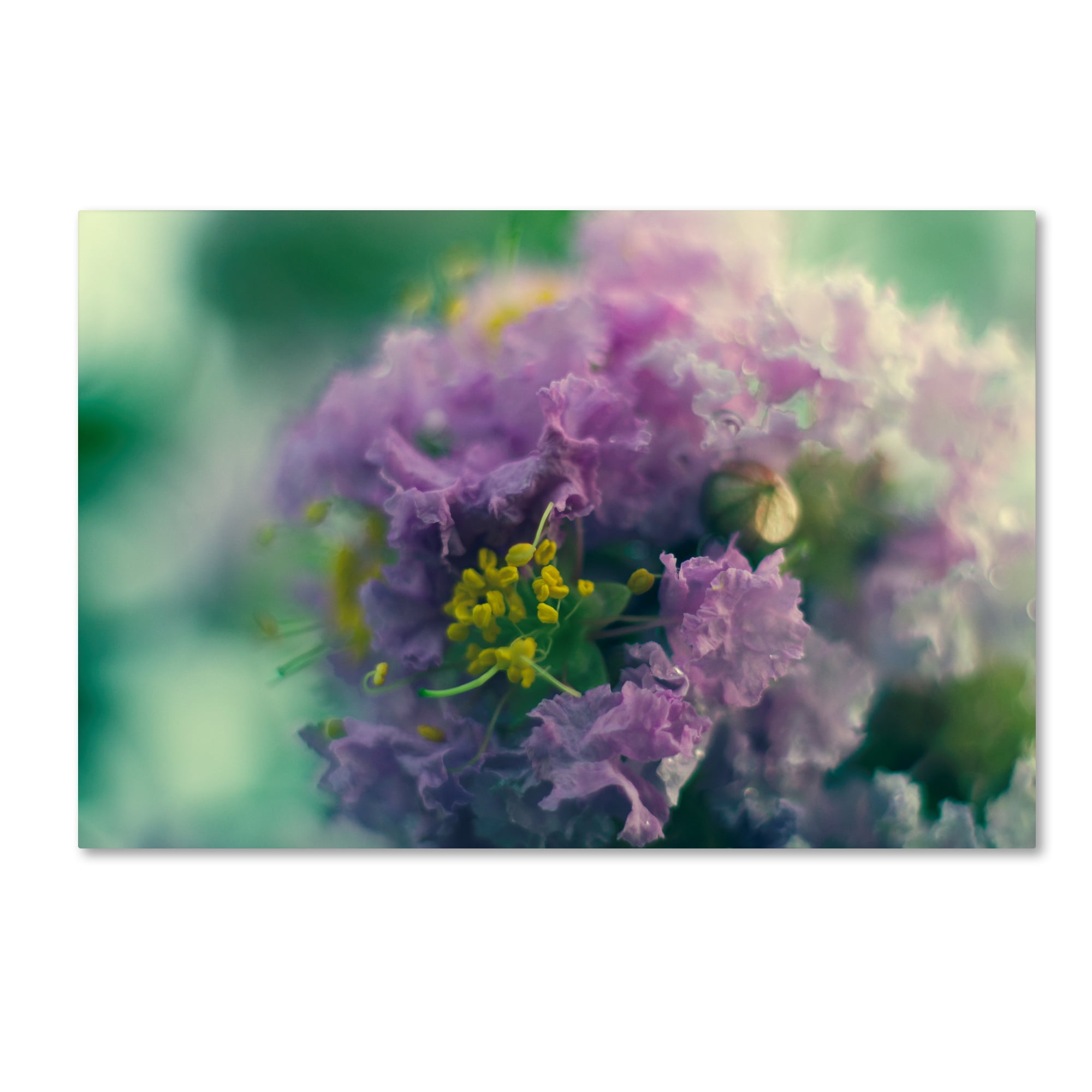 Spring Crepe Myrtle Floral Canvas Art in Purple and Green