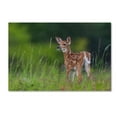 thumbnail image 1 of Trademark Fine Art 'Spring Fawn' Canvas Art by Nick Kalathas, 1 of 3