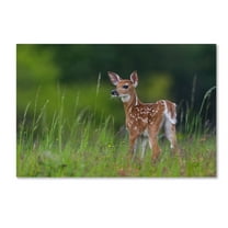 Trademark Fine Art 'Spring Fawn' Canvas Art by Nick Kalathas