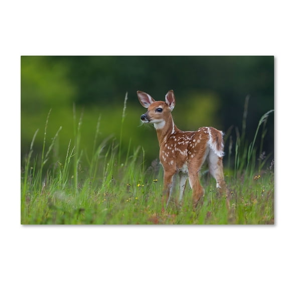 Trademark Fine Art 'Spring Fawn' Canvas Art by Nick Kalathas