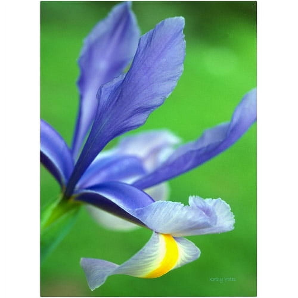 Spring Iris Giclee Canvas Art in Blue and Green